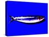 A Sardine on Blue Background, Dramatic Effect-null-Stretched Canvas