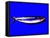 A Sardine on Blue Background, Dramatic Effect-null-Framed Stretched Canvas
