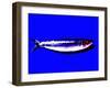 A Sardine on Blue Background, Dramatic Effect-null-Framed Photographic Print