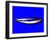 A Sardine on Blue Background, Dramatic Effect-null-Framed Photographic Print