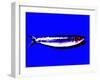 A Sardine on Blue Background, Dramatic Effect-null-Framed Photographic Print