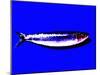 A Sardine on Blue Background, Dramatic Effect-null-Mounted Photographic Print