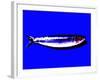 A Sardine on Blue Background, Dramatic Effect-null-Framed Photographic Print