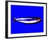 A Sardine on Blue Background, Dramatic Effect-null-Framed Photographic Print