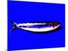 A Sardine on Blue Background, Dramatic Effect-null-Mounted Photographic Print