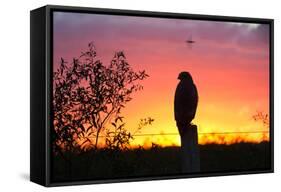 A Savanna Hawk, Buteogallus Meridionalis, Perching on a Fence Post-Alex Saberi-Framed Stretched Canvas