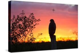 A Savanna Hawk, Buteogallus Meridionalis, Perching on a Fence Post-Alex Saberi-Stretched Canvas