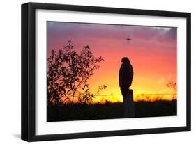 A Savanna Hawk, Buteogallus Meridionalis, Perching on a Fence Post-Alex Saberi-Framed Photographic Print