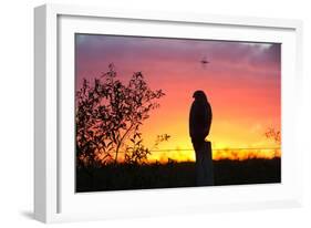 A Savanna Hawk, Buteogallus Meridionalis, Perching on a Fence Post-Alex Saberi-Framed Photographic Print