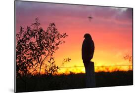 A Savanna Hawk, Buteogallus Meridionalis, Perching on a Fence Post-Alex Saberi-Mounted Photographic Print