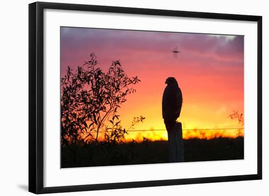 A Savanna Hawk, Buteogallus Meridionalis, Perching on a Fence Post-Alex Saberi-Framed Photographic Print