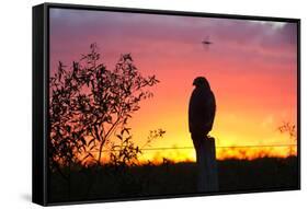 A Savanna Hawk, Buteogallus Meridionalis, Perching on a Fence Post-Alex Saberi-Framed Stretched Canvas