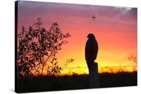 A Savanna Hawk, Buteogallus Meridionalis, Perching on a Fence Post-Alex Saberi-Stretched Canvas