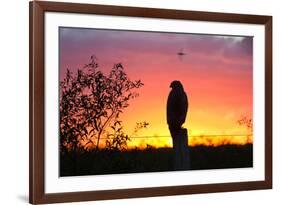 A Savanna Hawk, Buteogallus Meridionalis, Perching on a Fence Post-Alex Saberi-Framed Photographic Print