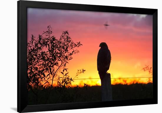 A Savanna Hawk, Buteogallus Meridionalis, Perching on a Fence Post-Alex Saberi-Framed Photographic Print