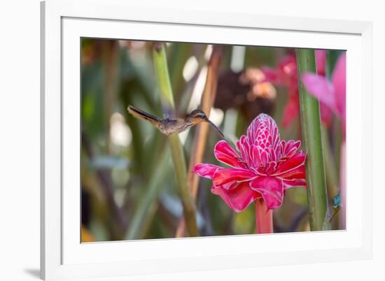 A Saw-Billed Hermit Bird Feeds from a Red Ginger Plant Flower in the Atlantic Rainforest-Alex Saberi-Framed Photographic Print