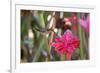 A Saw-Billed Hermit Bird Feeds from a Red Ginger Plant Flower in the Atlantic Rainforest-Alex Saberi-Framed Photographic Print