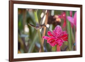 A Saw-Billed Hermit Bird Feeds from a Red Ginger Plant Flower in the Atlantic Rainforest-Alex Saberi-Framed Photographic Print