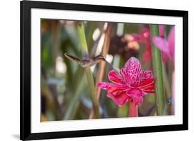 A Saw-Billed Hermit Bird Feeds from a Red Ginger Plant Flower in the Atlantic Rainforest-Alex Saberi-Framed Photographic Print