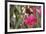 A Saw-Billed Hermit Bird Feeds from a Red Ginger Plant Flower in the Atlantic Rainforest-Alex Saberi-Framed Photographic Print