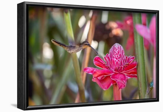 A Saw-Billed Hermit Bird Feeds from a Red Ginger Plant Flower in the Atlantic Rainforest-Alex Saberi-Framed Photographic Print