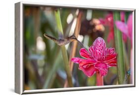 A Saw-Billed Hermit Bird Feeds from a Red Ginger Plant Flower in the Atlantic Rainforest-Alex Saberi-Framed Photographic Print