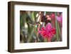 A Saw-Billed Hermit Bird Feeds from a Red Ginger Plant Flower in the Atlantic Rainforest-Alex Saberi-Framed Photographic Print