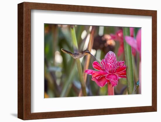 A Saw-Billed Hermit Bird Feeds from a Red Ginger Plant Flower in the Atlantic Rainforest-Alex Saberi-Framed Photographic Print