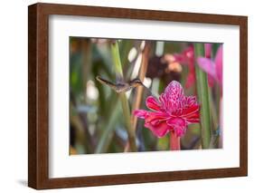 A Saw-Billed Hermit Bird Feeds from a Red Ginger Plant Flower in the Atlantic Rainforest-Alex Saberi-Framed Photographic Print