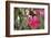 A Saw-Billed Hermit Bird Feeds from a Red Ginger Plant Flower in the Atlantic Rainforest-Alex Saberi-Framed Photographic Print