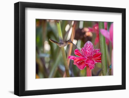 A Saw-Billed Hermit Bird Feeds from a Red Ginger Plant Flower in the Atlantic Rainforest-Alex Saberi-Framed Photographic Print