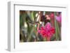 A Saw-Billed Hermit Bird Feeds from a Red Ginger Plant Flower in the Atlantic Rainforest-Alex Saberi-Framed Photographic Print