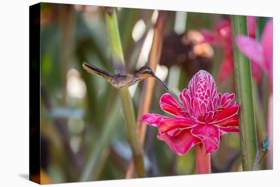 A Saw-Billed Hermit Bird Feeds from a Red Ginger Plant Flower in the Atlantic Rainforest-Alex Saberi-Stretched Canvas