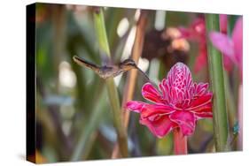 A Saw-Billed Hermit Bird Feeds from a Red Ginger Plant Flower in the Atlantic Rainforest-Alex Saberi-Stretched Canvas