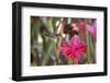 A Saw-Billed Hermit Bird Feeds from a Red Ginger Plant Flower in the Atlantic Rainforest-Alex Saberi-Framed Premium Photographic Print