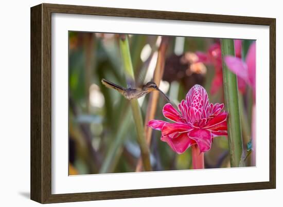 A Saw-Billed Hermit Bird Feeds from a Red Ginger Plant Flower in the Atlantic Rainforest-Alex Saberi-Framed Photographic Print