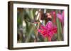 A Saw-Billed Hermit Bird Feeds from a Red Ginger Plant Flower in the Atlantic Rainforest-Alex Saberi-Framed Photographic Print