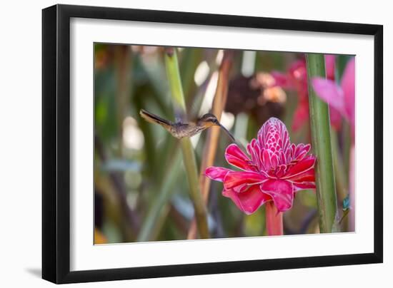 A Saw-Billed Hermit Bird Feeds from a Red Ginger Plant Flower in the Atlantic Rainforest-Alex Saberi-Framed Photographic Print