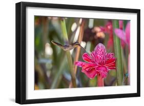 A Saw-Billed Hermit Bird Feeds from a Red Ginger Plant Flower in the Atlantic Rainforest-Alex Saberi-Framed Photographic Print