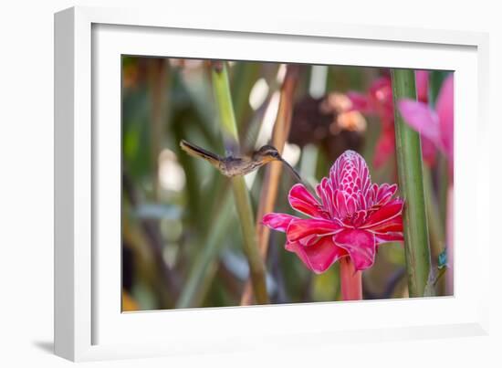 A Saw-Billed Hermit Bird Feeds from a Red Ginger Plant Flower in the Atlantic Rainforest-Alex Saberi-Framed Photographic Print