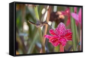 A Saw-Billed Hermit Bird Feeds from a Red Ginger Plant Flower in the Atlantic Rainforest-Alex Saberi-Framed Stretched Canvas