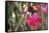 A Saw-Billed Hermit Bird Feeds from a Red Ginger Plant Flower in the Atlantic Rainforest-Alex Saberi-Framed Stretched Canvas