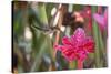 A Saw-Billed Hermit Bird Feeds from a Red Ginger Plant Flower in the Atlantic Rainforest-Alex Saberi-Stretched Canvas