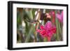 A Saw-Billed Hermit Bird Feeds from a Red Ginger Plant Flower in the Atlantic Rainforest-Alex Saberi-Framed Premium Photographic Print