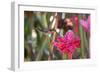 A Saw-Billed Hermit Bird Feeds from a Red Ginger Plant Flower in the Atlantic Rainforest-Alex Saberi-Framed Premium Photographic Print