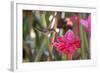 A Saw-Billed Hermit Bird Feeds from a Red Ginger Plant Flower in the Atlantic Rainforest-Alex Saberi-Framed Photographic Print