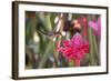 A Saw-Billed Hermit Bird Feeds from a Red Ginger Plant Flower in the Atlantic Rainforest-Alex Saberi-Framed Photographic Print