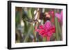 A Saw-Billed Hermit Bird Feeds from a Red Ginger Plant Flower in the Atlantic Rainforest-Alex Saberi-Framed Photographic Print