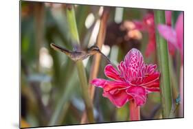 A Saw-Billed Hermit Bird Feeds from a Red Ginger Plant Flower in the Atlantic Rainforest-Alex Saberi-Mounted Photographic Print