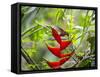 A Saw-Billed Hermit Feeds Off a Bromelia in Ubatuba, Brazil-Alex Saberi-Framed Stretched Canvas